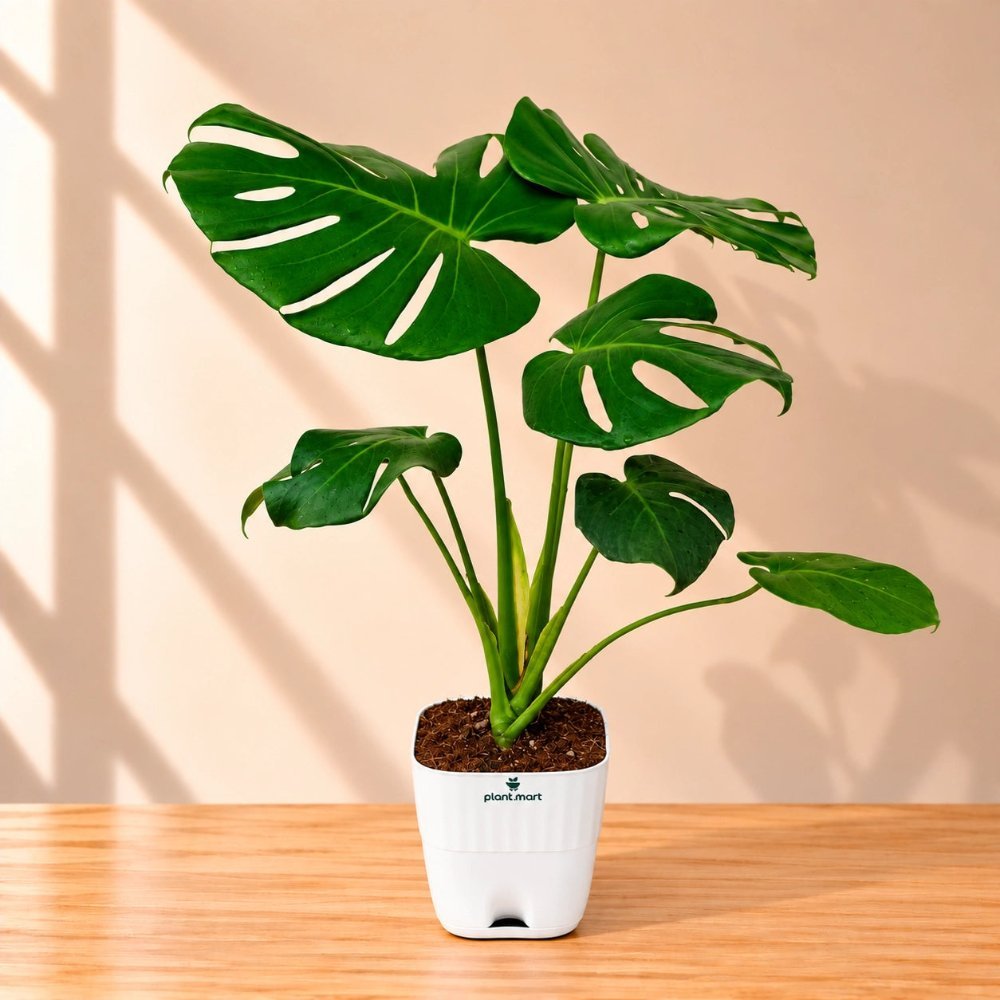 Monstera plant in a white pot